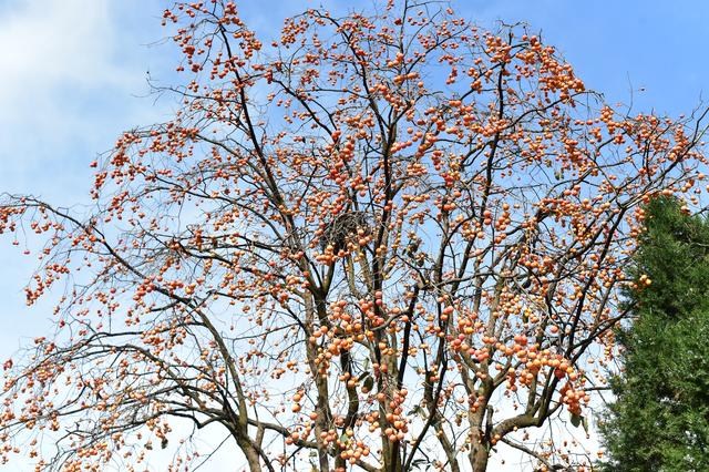 秦岭为何能把中国地貌一分为二