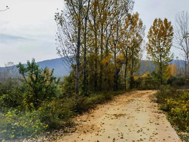 什么叫层林尽染？马谷田镇义和寨东边的堰塘寺告诉您！