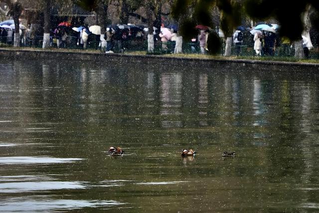 难得一见！杭州西湖今日迎来2026年第一场雪，断桥游人打卡忙