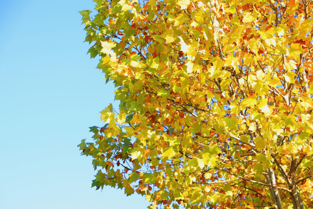 我拼了个“秋”！