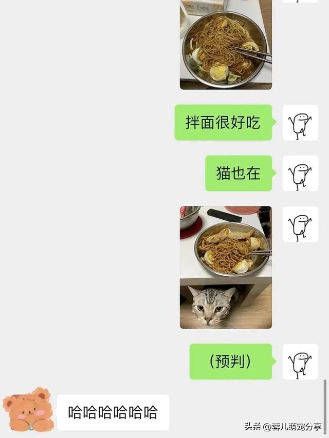 男子吐槽老婆是为了猫才和他结婚的，本来不信，结果哈哈笑喷了！
