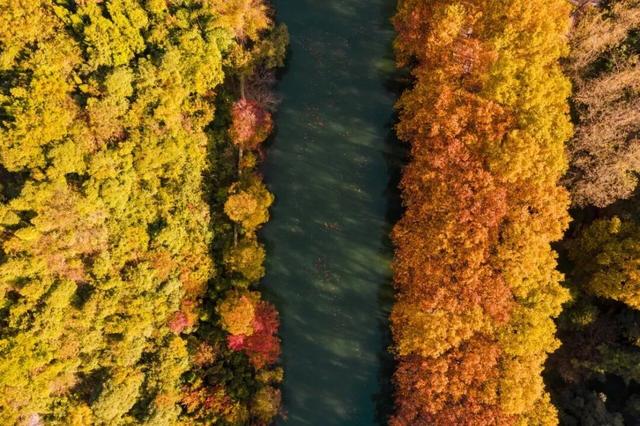 秋末冬初 | 漫步花溪黄金大道，坠入自然挥就的鎏金幻梦！
