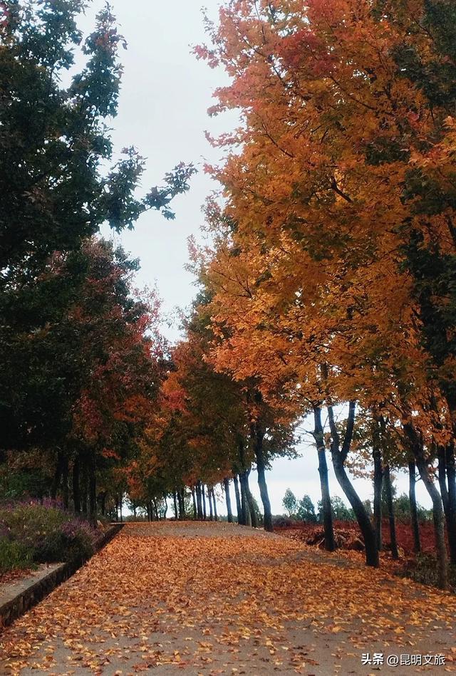 初冬氛围感出片计划,走起!昆明这份打卡攻略速速收藏→