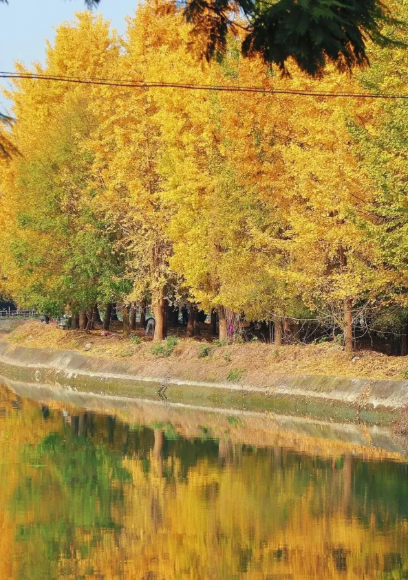 成都周边“天花板”级的银杏园，闯进金色秋日童话世界，拍照超美