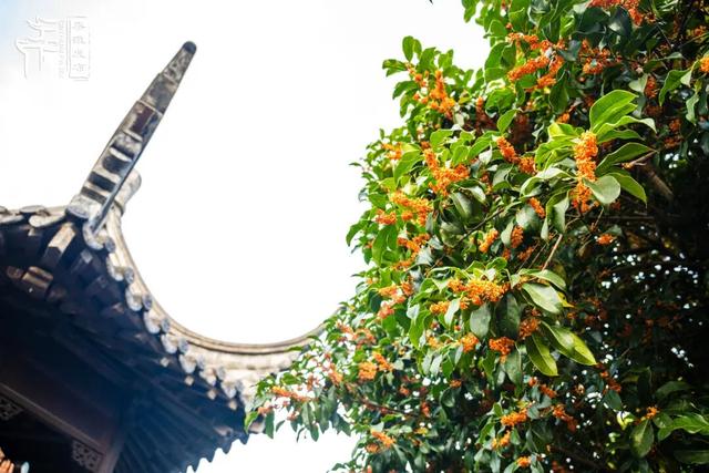 花样秦淮｜秋桂