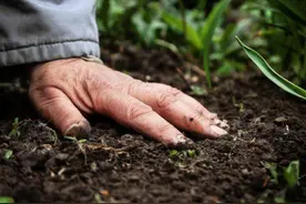 10万年才形成的黑土，被每斤4块钱贱卖！农民的血汗谁来守护？图片