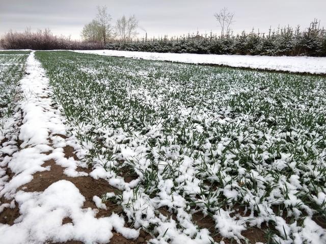 “不怕重阳阴一天，就怕重阳一天晴”，今日重阳，晴天有啥预兆？