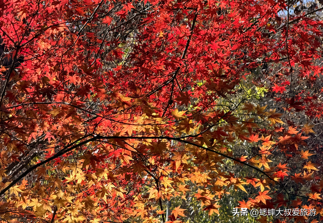 快来，浙江第三届莫干山红枫季开始了，可轻松来趟浪漫“枫”旅！