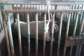 咬死猪贩子、啃掉主人生殖器，人畜无害的家猪为何会频繁攻击人？图片