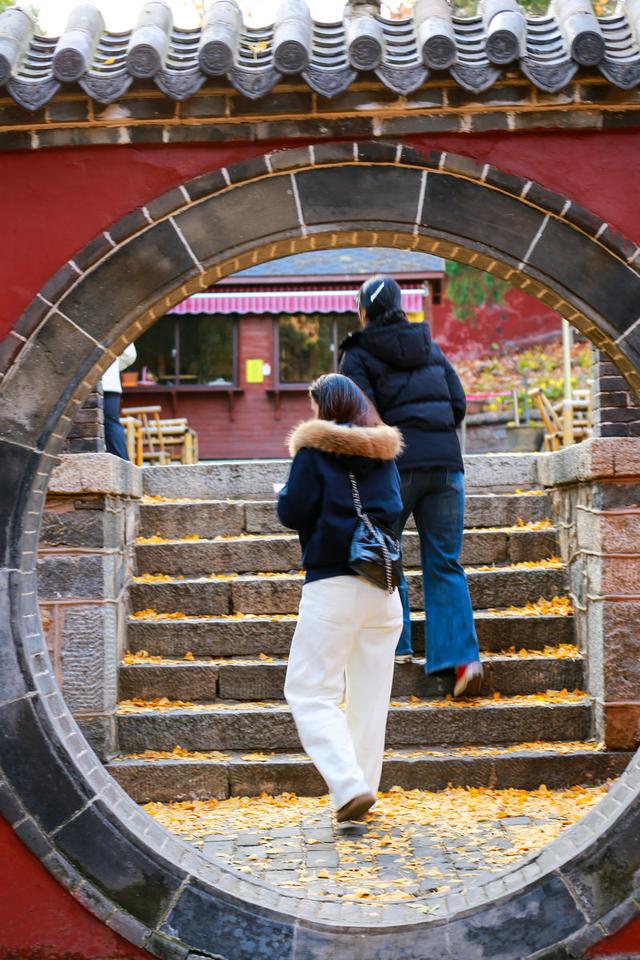 泰山普照寺，那最后的一树金黄