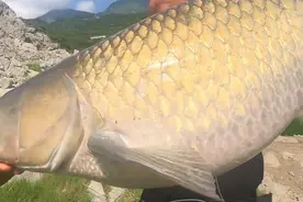 男子在贵州钓上40斤重草鱼，野生草鱼能长多大？它的极限在哪里图片