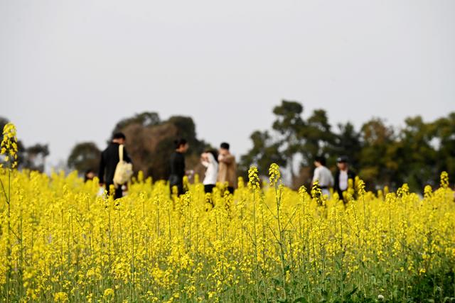 成都绕城绿道变“金色长廊” 市民花海骑行打卡忙