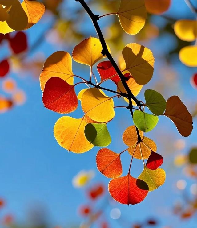 请再欣赏一下这最美的秋天