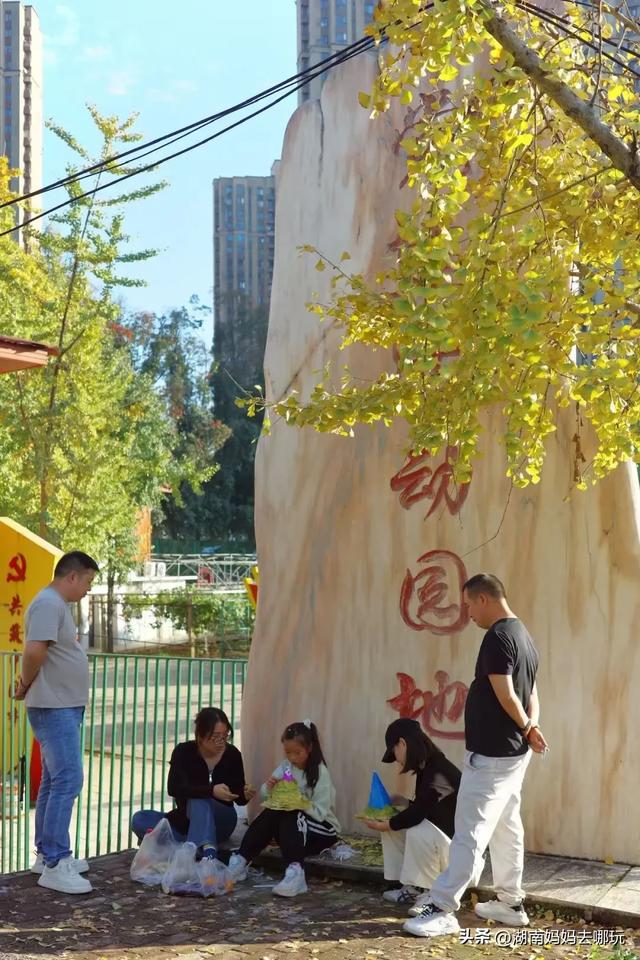 藏不住了!望城这片小众银杏秘境已到最佳观赏期,还能露营、骑行、摘果子