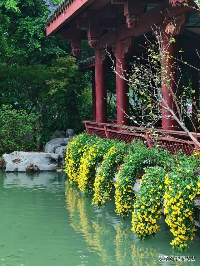 不一样的美！西湖菊展，姿态独特的悬崖菊