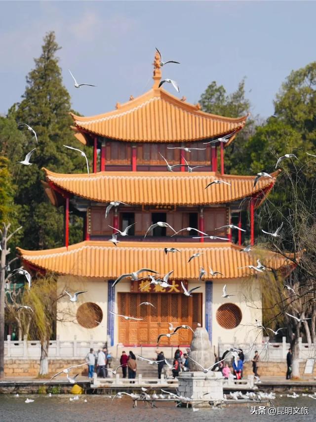 跟着滇超游昆明 | “鸥”然心动！打卡日记已备好，观鸥季精彩继续~