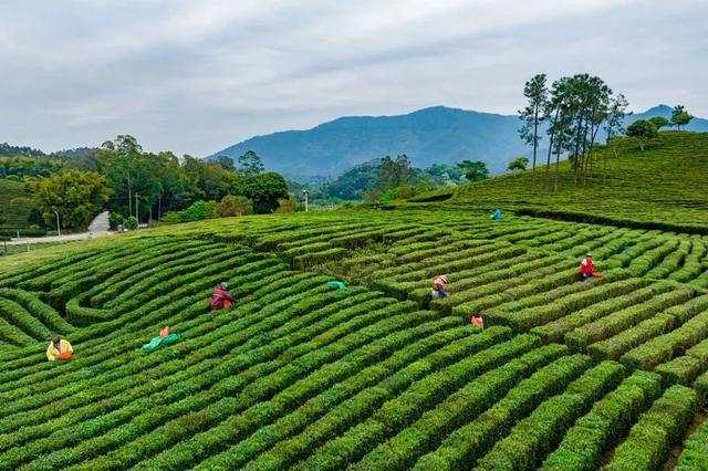 惠聚美好丨一片叶子,带火了博罗这个镇
