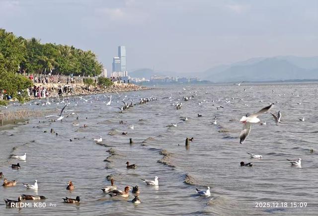 快乐的25/26深圳湾候鸟季