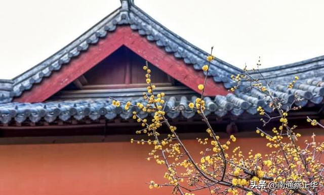 南通冬日“顶流”回归！