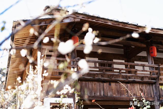 南方人有自己的雪：永泰赏梅指南