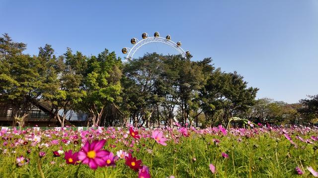 最新佛山冬日“花漾”地图！岭南的浪漫正在绽放 | 周末爱松弛