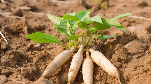木薯你吃对了吗？为什么说食用木薯一定要掌握正确方法？