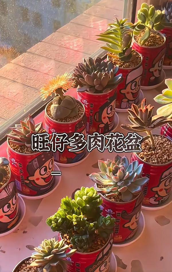 北京一男子因“易拉罐养多肉”引围观，进门见笑脸，又旺又治愈！