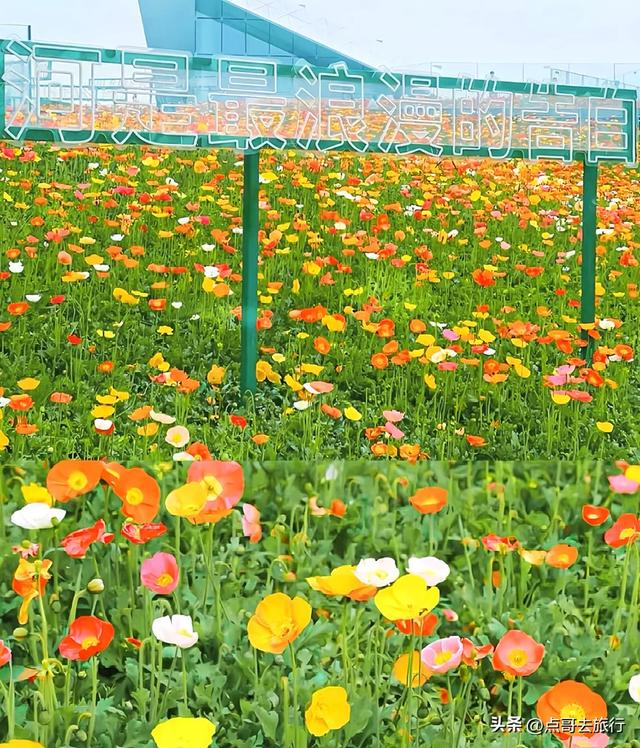 成都最美的虞美人花开了，美丽又壮观，给人震撼的视觉冲击力！