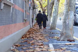 何时扫？扫哪些？上海10年增加30多条落叶景观道，探索精细化管理图片