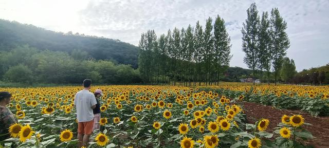 鸭凫峪鹿走沟向日葵🌻花海惊艳亮相！