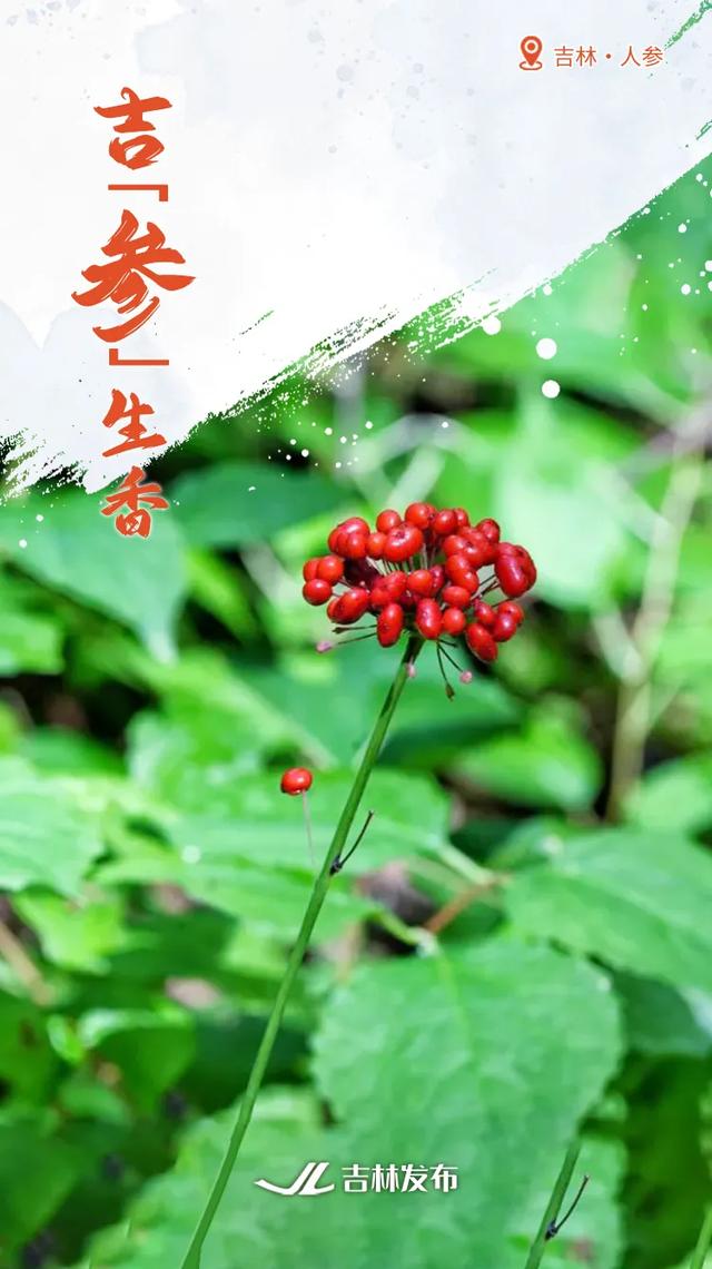 吉林秋天拍了拍你