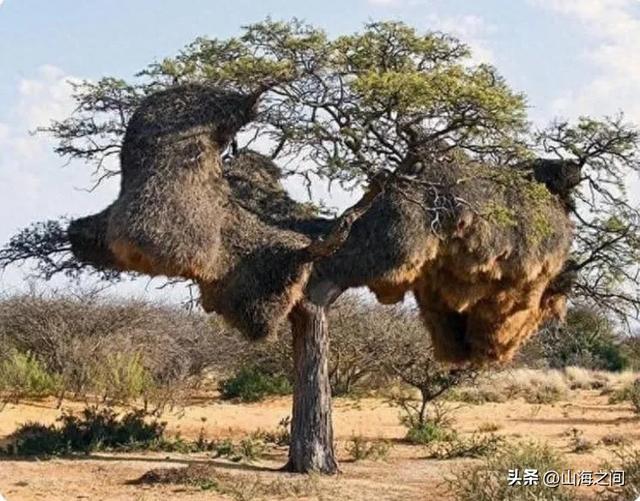 世界之大无奇不有，带你看不一样的奇闻趣事