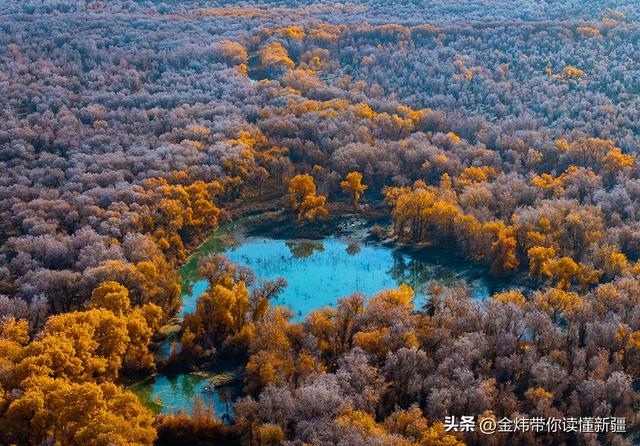 新疆轮台县：轮南胡杨林惊现雾凇奇观