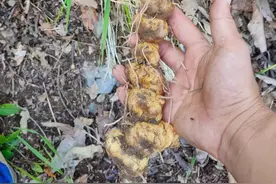 “家有黄金一两”的黄精，竟让农村大爷如此痴迷！你挖过吗？图片