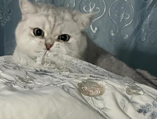 猫咪突然爱睡这“3”个地方，是“灾祸”的预兆！主人要小心了！