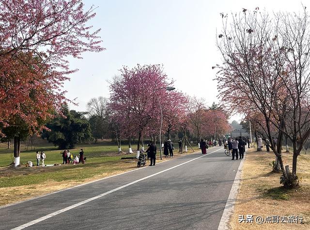 成都最大规模冬樱花开了，1000多株，惊艳壮观，免费，地铁直达！