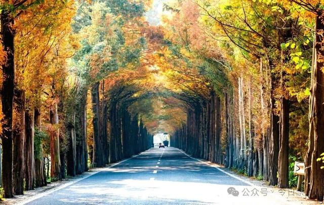 出片率100%！为崇州这些高颜值路连发三天朋友圈！