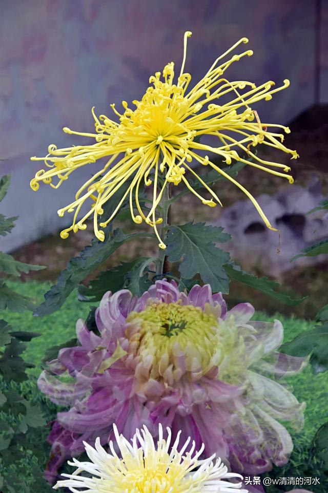 菊花是秋天里绝美的画卷