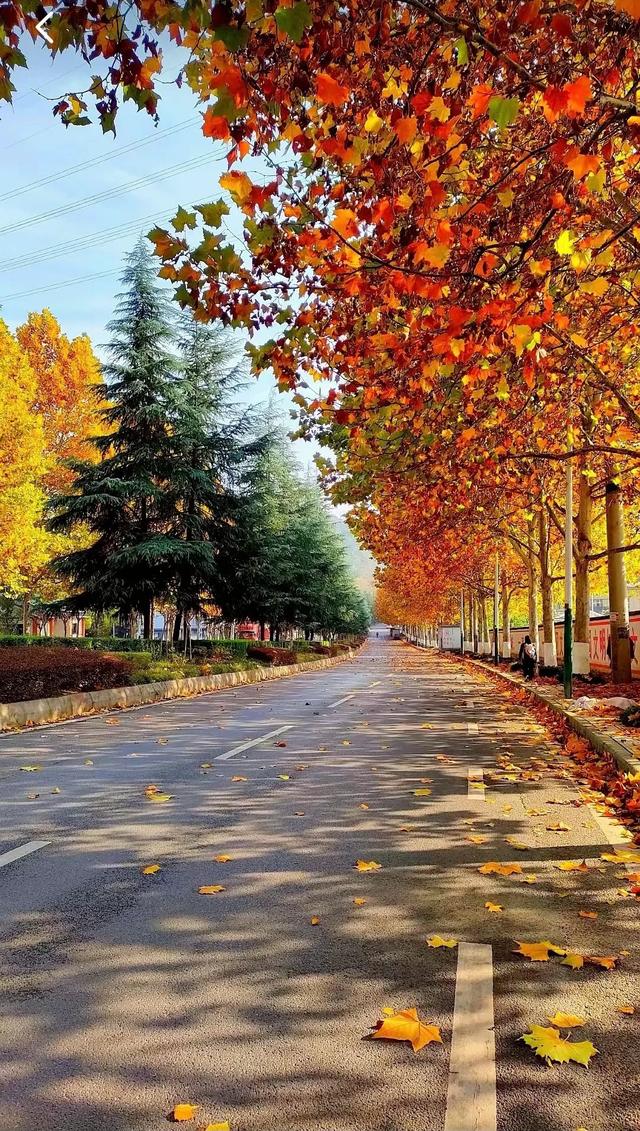 请再欣赏一下这最美的秋天