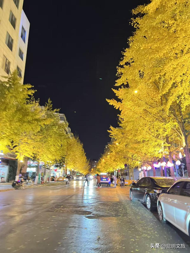跟着赛事游昆明｜昆明金色信号已满格！这份“市区寻金图鉴”带你解锁冬日温柔