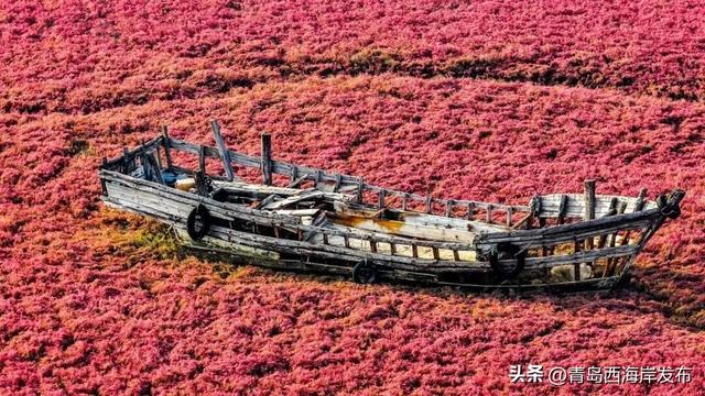 实拍大片！西海岸这片红海滩太红红红红了