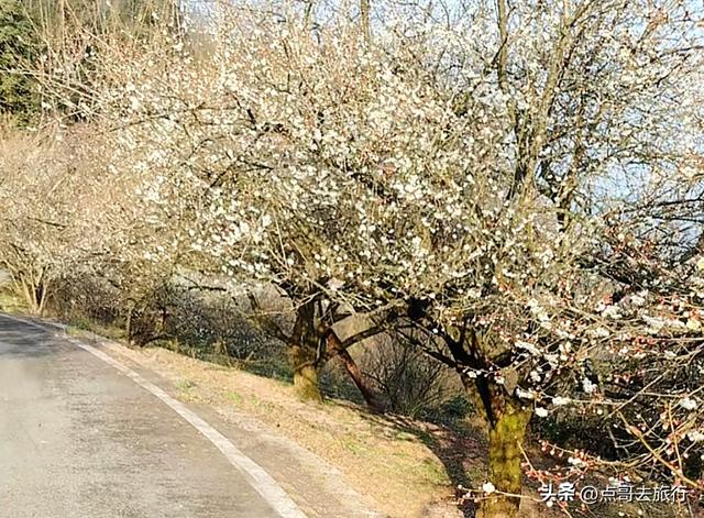 成都惊现6000亩梅林，花开成海超级壮观，免费，不要门票！