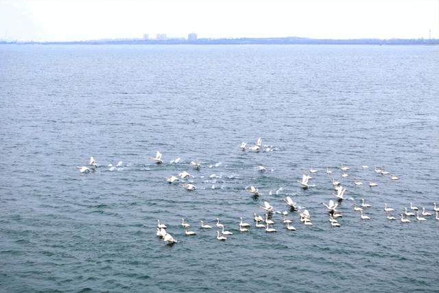 山东变身“候鸟天堂”，点击Get冬日限定浪漫