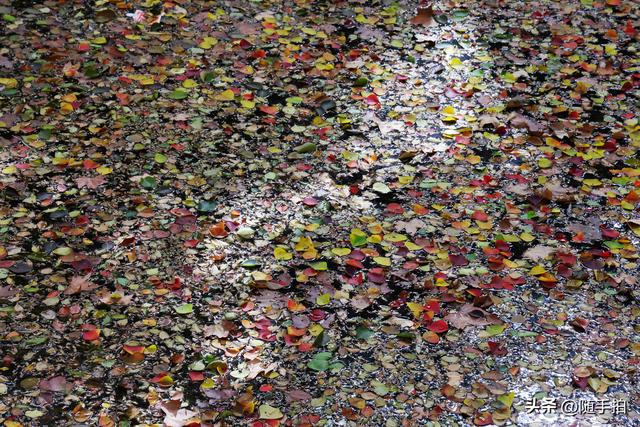 秋色绚烂，上海闵行红园乌桕色彩斑斓梦幻如画