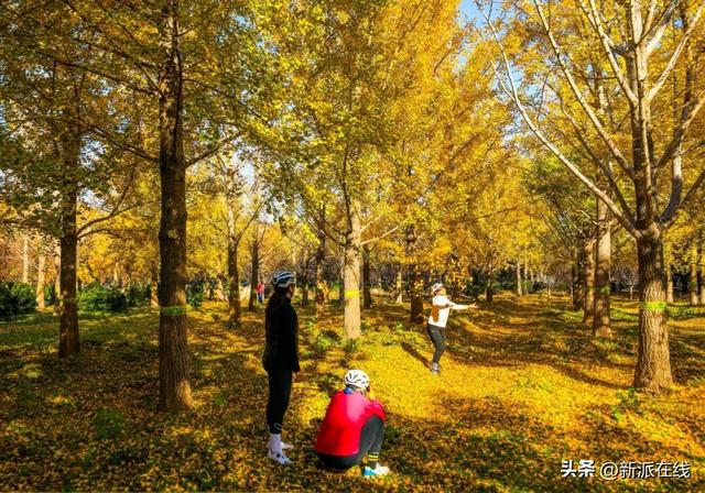 立冬已至，潍坊的秋意仍浓，这里的风景绝美