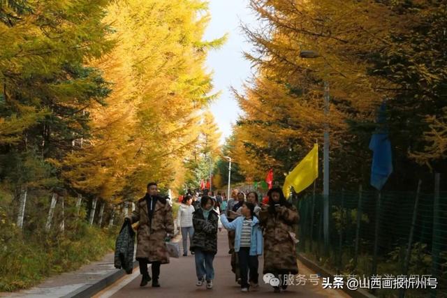 宁武芦芽山旅游度假区：国庆假期人气爆棚 红色氛围与秋日风光引客来