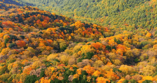 成都出发2.5h刹拢最绝红叶之城！秋色媲美九寨，一城吃够三省美食！更有山林温泉泡过瘾！