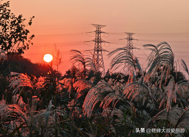 超绝的杭州“唐代泽”，已成秋冬打卡地，芦花翻滚，美不胜收！