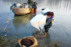 一种臭水沟里的虫子，无数人抢着去捞，被抓住还要罚款40倍？图片