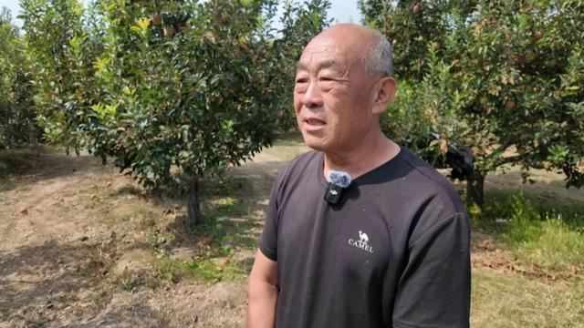 朔州：苹果、西梅熟了